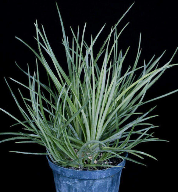 Dyckia pseudococcinea SEL1993-0033 – Tropiflora