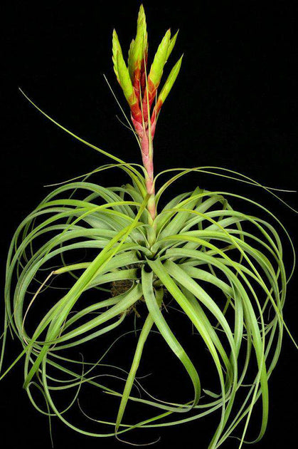 EXCLUSION COLLECTION – Tagged TILLANDSIA – Tropiflora