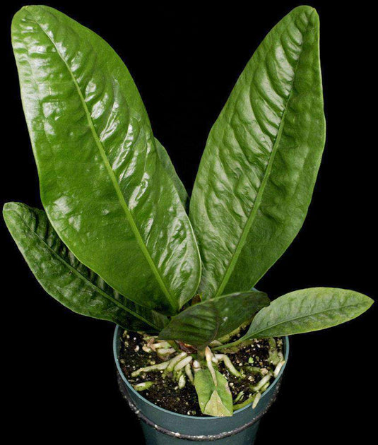 Anthurium superbum – Tropiflora