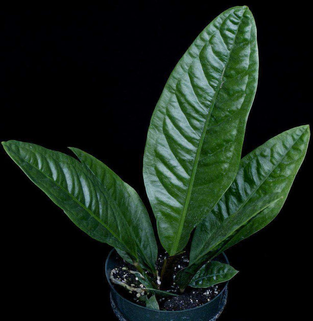 anthurium levis Anthurium superbum