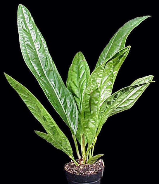 Anthurium superbum – Tropiflora