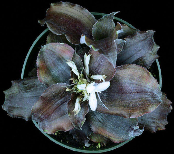 Cryptanthus 'Andromeda' Cryptanthus 【公式通販】