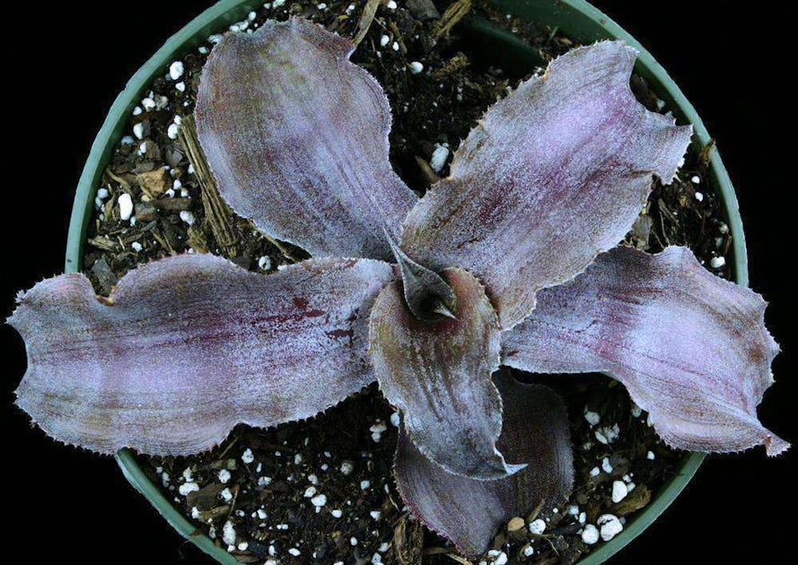 Cryptanthus 'Andromeda' – Tropiflora