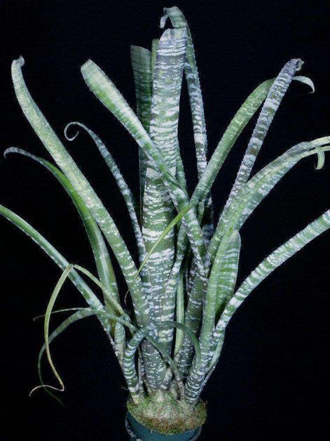 Billbergia rosea – Tropiflora