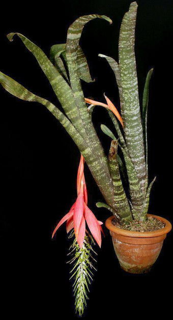 いい太郎 　Billbergia Rosea Billbergia 'Kolan Offspring' x 'Domingos Martins'🌿 開花した