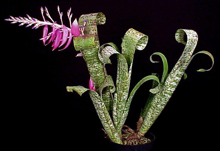 Quesnelia marmorata 'Tim Plowman' - Bird Rock Tropicals