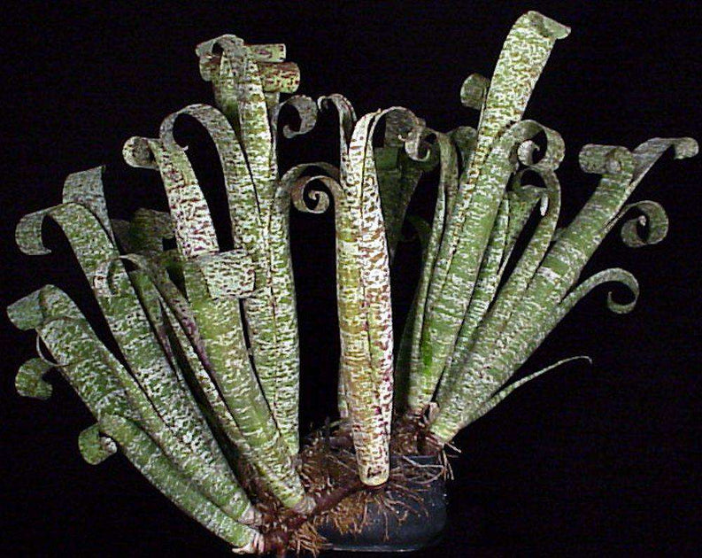 Quesnelia marmorata 'Tim Plowman' – Tropiflora