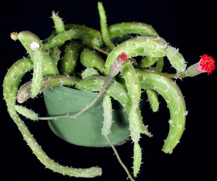 worm plant succulent Senecio pendulus 'Inchworm plant' – Tropiflora