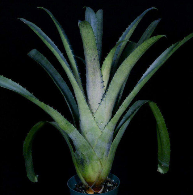 Hohenbergia edmundoi'Extra large' ホヘンベルギア エドムンドイ