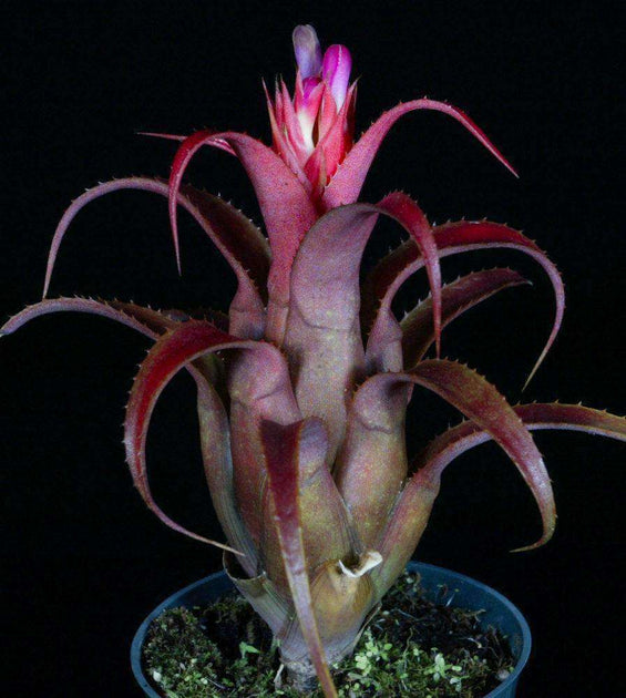 Aechmea recurvata 'Red Form' – Tropiflora