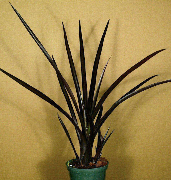 Aechmea 'Black on Black' – Tropiflora