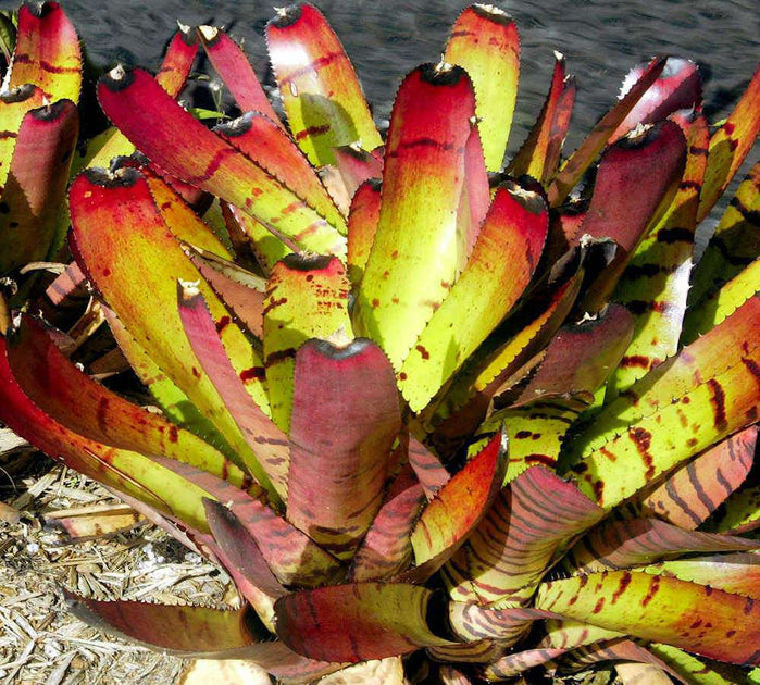 Neoregelia carcharodon 'Tiger' – Tropiflora