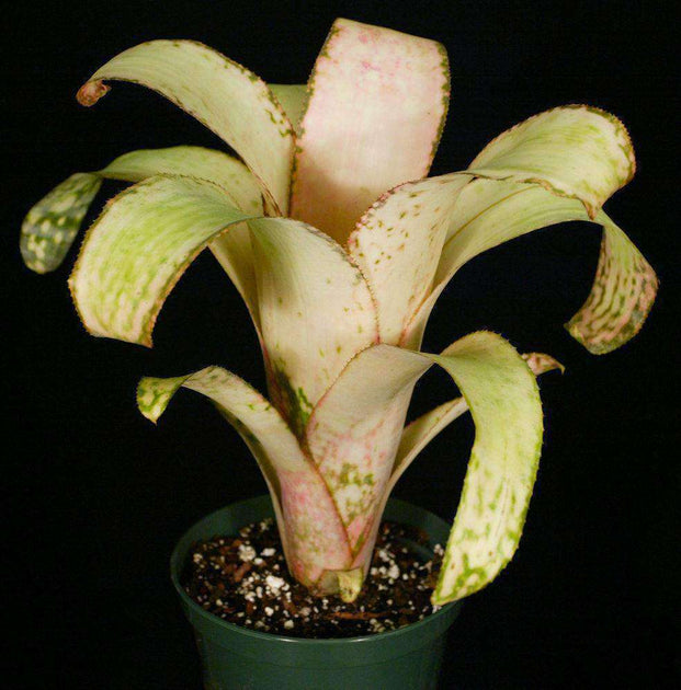 Billbergia 'Strawberry Cream' – Tropiflora