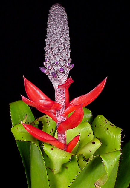 Aechmea triangularis – Tropiflora