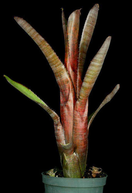 Aechmea nudicaulis v. capitata (Red Banded) – Tropiflora Aechmea nudicaulis v. capitata (Red Banded) – Tropiflora