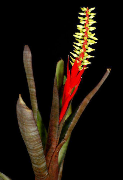 Aechmea nudicaulis v. capitata (Red Banded) – Tropiflora Aechmea nudicaulis v. capitata (Red Banded) – Tropiflora