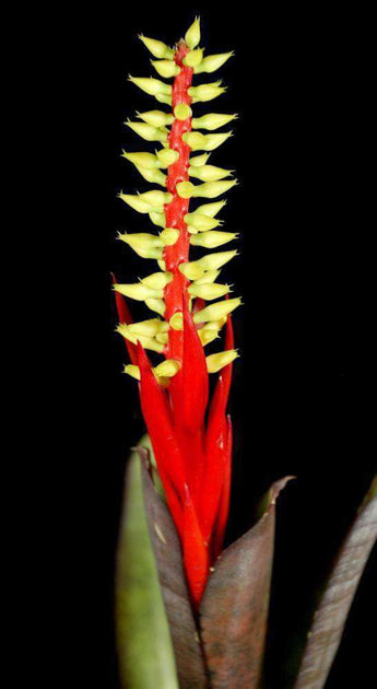 スペシャルオファ Aechmea Nudicalius Capitata Redbanded 植物/観葉