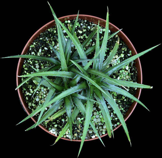 Dyckia species Brazil – Tropiflora