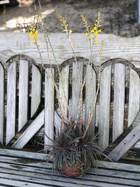 Dyckia species Brazil – Tropiflora