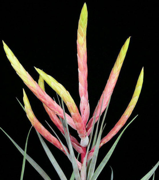 TILLANDSIAS – Page 9 – Tropiflora