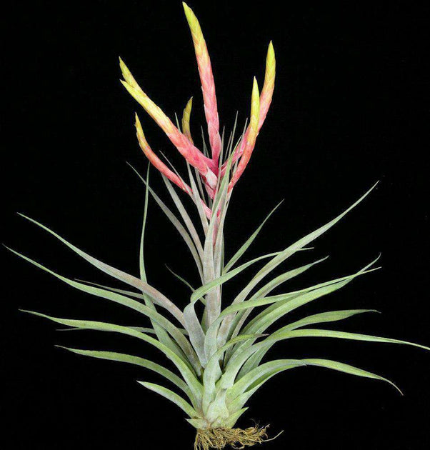 Tillandsia 'Mixtec Rainbow' – Tropiflora