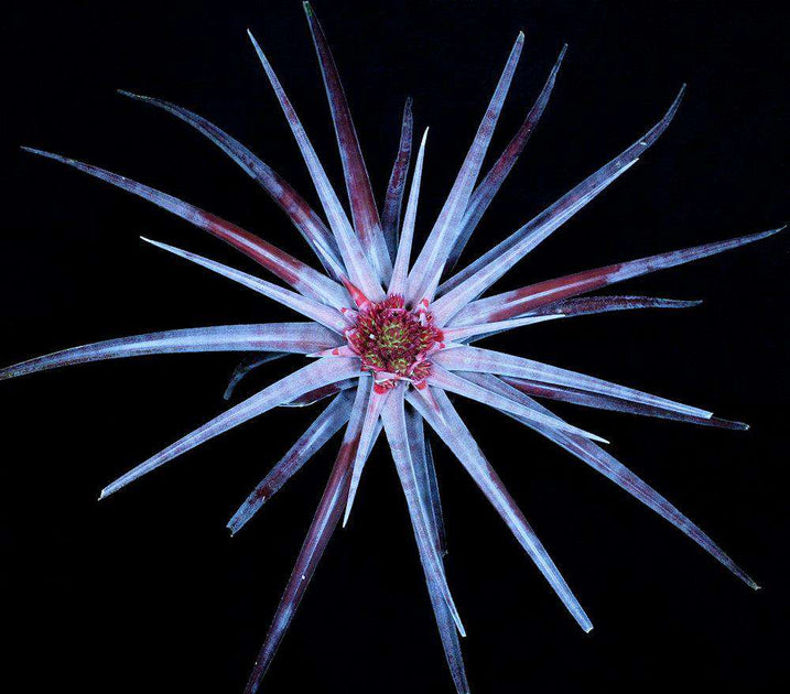 big sur night succulents Sincoraea 'Big Star' – Tropiflora