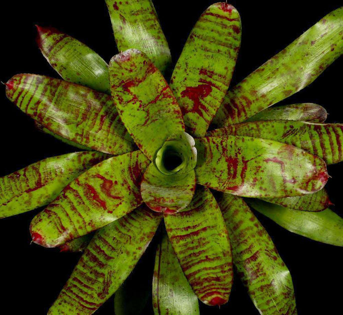 Neoregelia 'Fire on Deck' – Tropiflora
