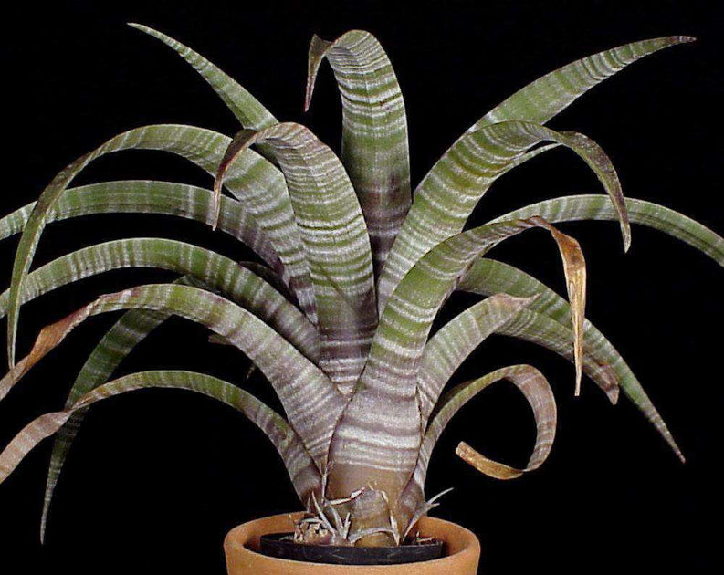 Tillandsia hildae – Tropiflora