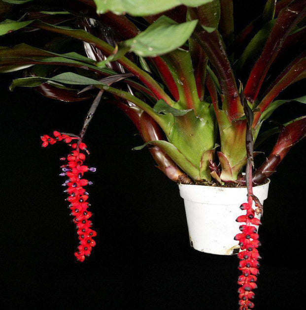 Aechmea warasii discolor Tropiflora