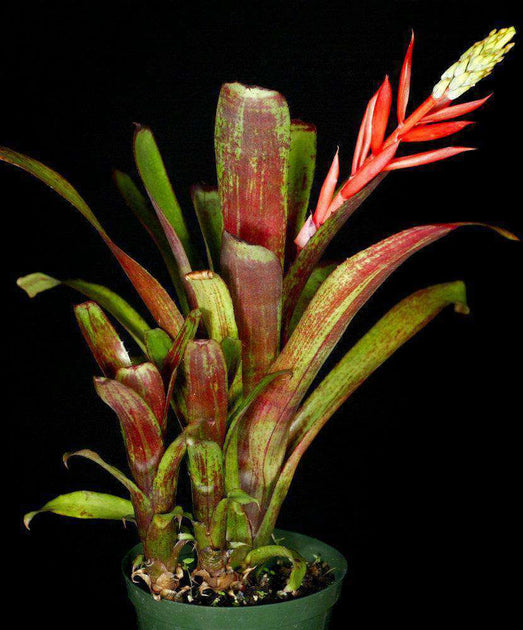 Aechmea nudicaulis v. capitata (Red form) – Tropiflora Aechmea nudicaulis v. capitata (Red form) – Tropiflora