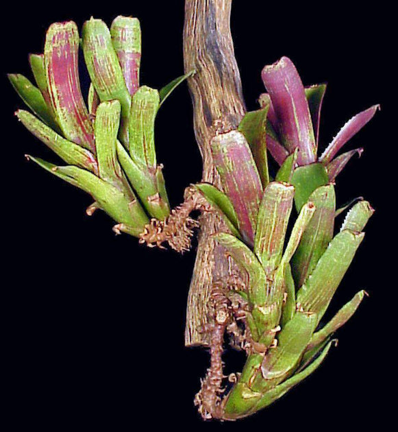 Aechmea nudicaulis v. capitata (Red form) – Tropiflora Aechmea nudicaulis v. capitata (Red form) – Tropiflora