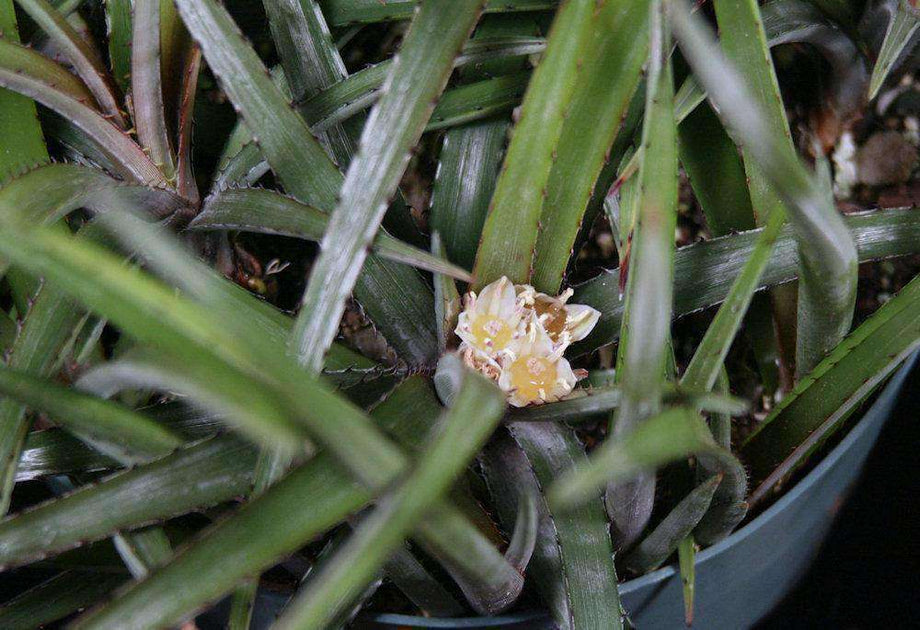 Deinacanthon urbanianum デイナカントン (検dyckia D.I.P. DOMESTIC & IMPORT DYCKIA COLLECTION Plants : Dyckia