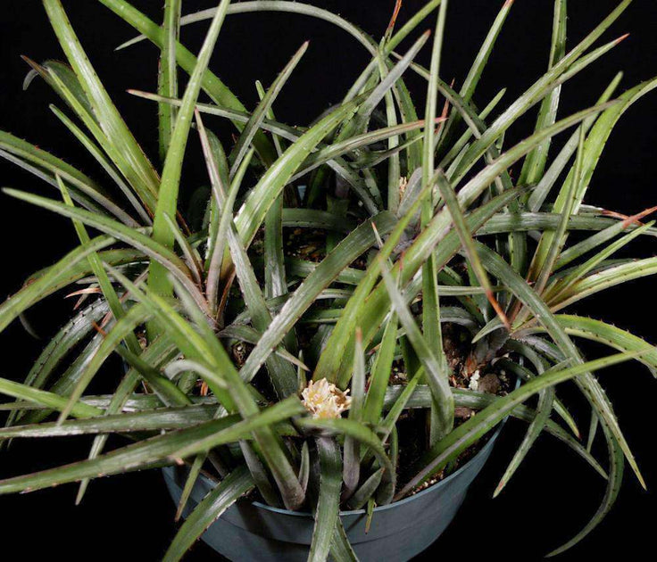 Deinacanthon urbanianum デイナカントン (検dyckia Deinacanthon urbanianum SEL96-0113 Argentina – Tropiflora