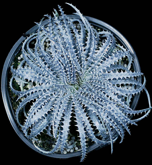 Dyckia fosteriana – Tropiflora
