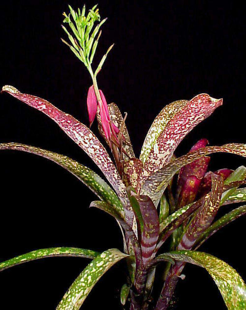 Billbergia Arribella x Alaka i