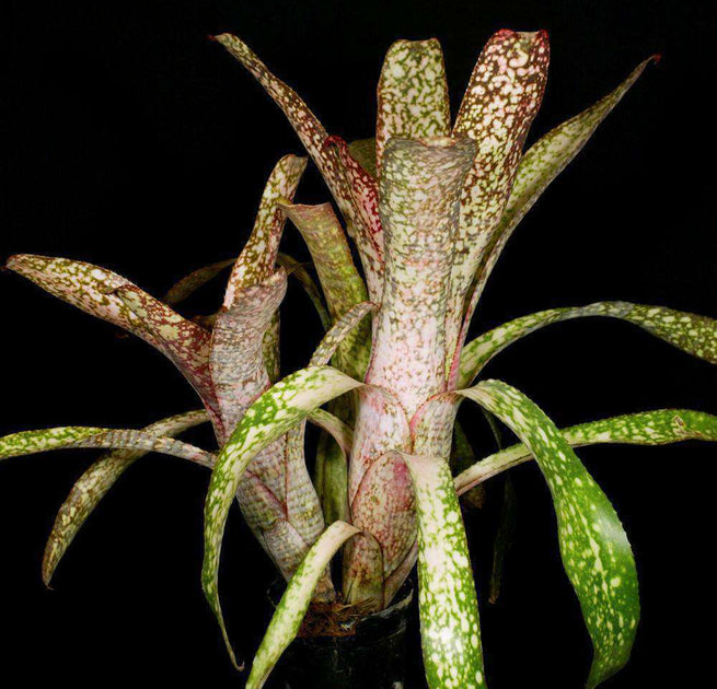 Billbergia Arribella x Alaka i