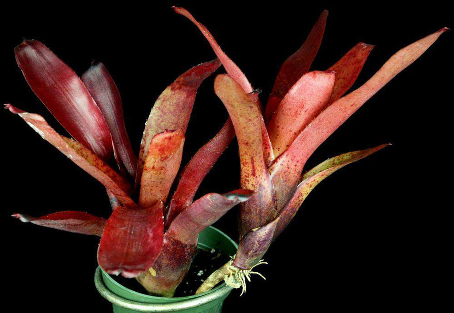 Neoregelia olens 'Select' x 'Mocha Mint' – Tropiflora