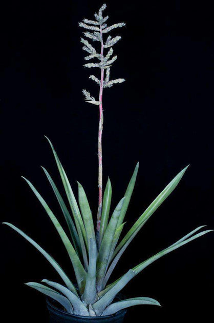 Hohenbergia catingae eximbricata – Tropiflora