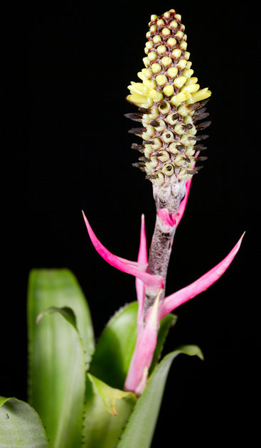 Aechmea bromeliifolia Dwarf – Tropiflora