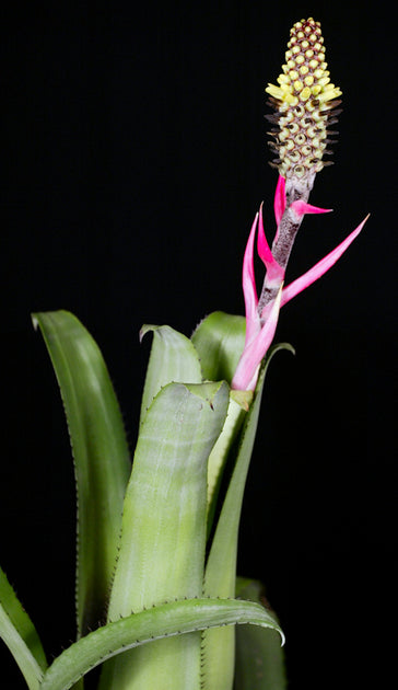 Aechmea bromeliifolia Dwarf – Tropiflora