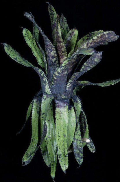 Aechmea Orlandiana Pickaninny 子株付き Aechmea Orlandiana Pickaninny 子株付き - メルカリ