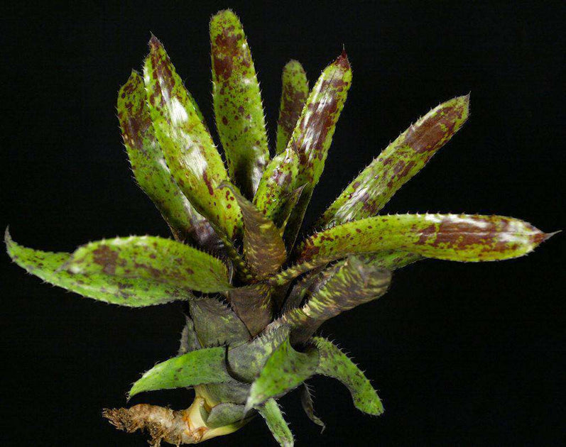 Aechmea Orlandiana Pickaninny 子株付き Aechmea orlandiana 'Pickaninny' – Tropiflora