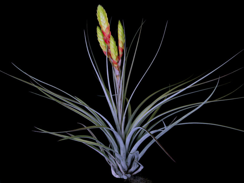 fasciculata tropiflora air plant Tillandsia jaliscomonticola 'Branched Form' – Tropiflora