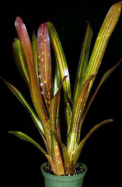 ブロメリア・エアープランツ Billbergia 'Hallelujah' Variegated B305 Billbergia 'Hallelujah' - Bird Rock Tropicals