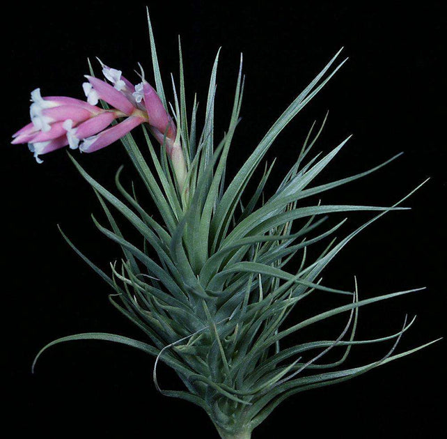 Tillandsia roseiflora x sprengeliana ティランジア・ロゼイフローラｘスプレンゲリアナ 【Til-205】 -  観葉植物