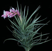 Tillandsia tenuifolia v. tenuifolia (White Flowers) - Tropiflora