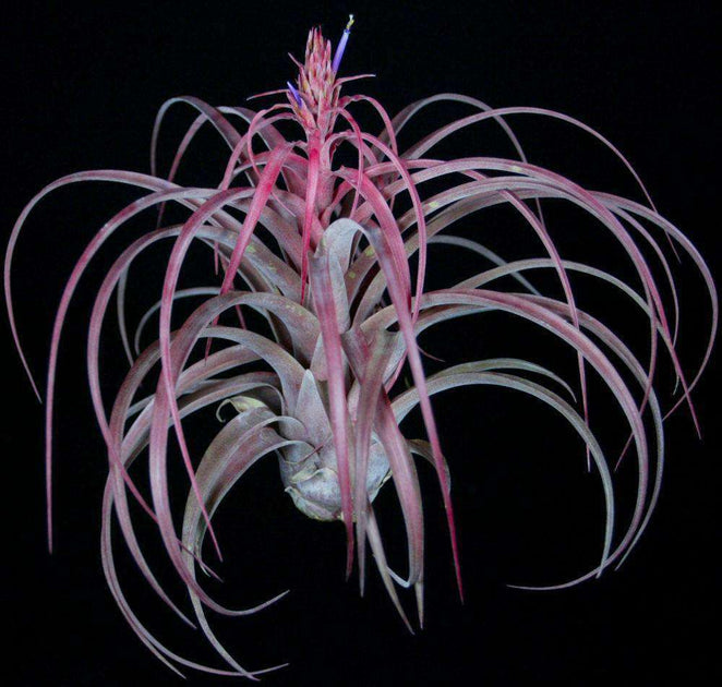 Tillandsia 'Love Knot' – Tropiflora