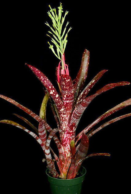 ブロメリア・エアープランツ Billbergia Sangre Billbergia 'Sangre' – Tropiflora