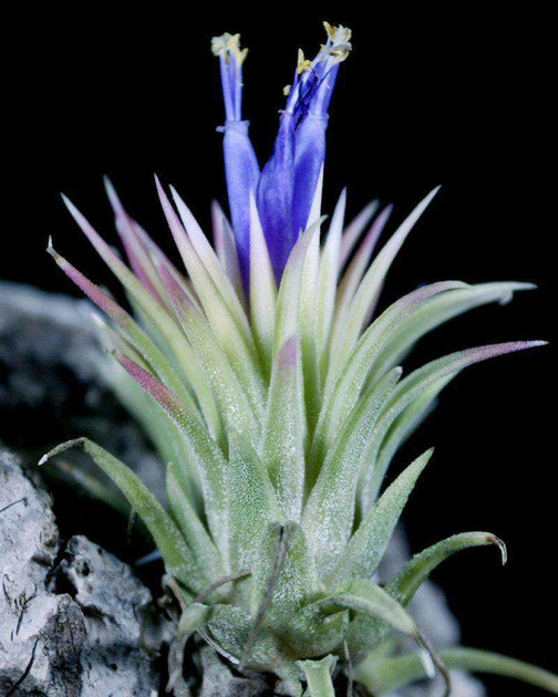 Tillandsia ionantha variegated – Tropiflora