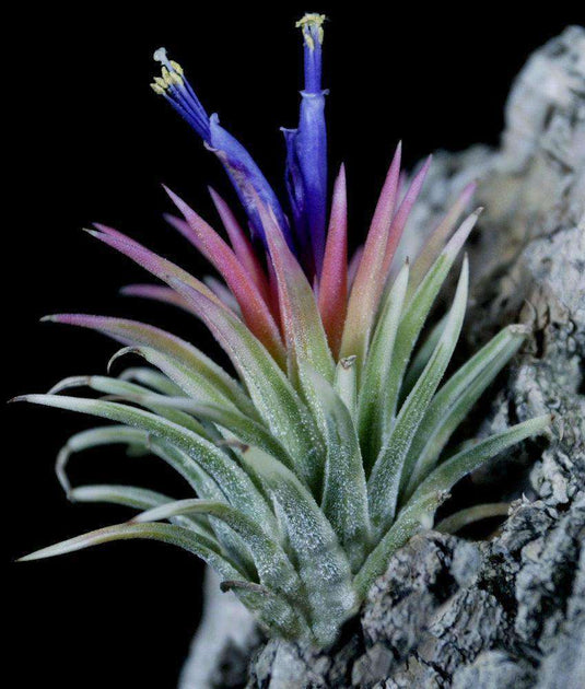 ブロメリア・エアープランツ Tillandsia Ionantha Variegata Ionantha Variegata – Plantaflor USA, Inc.